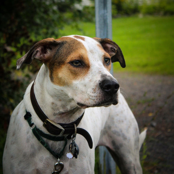 Aggression Training Part 4 the Comparison N.G. Collars