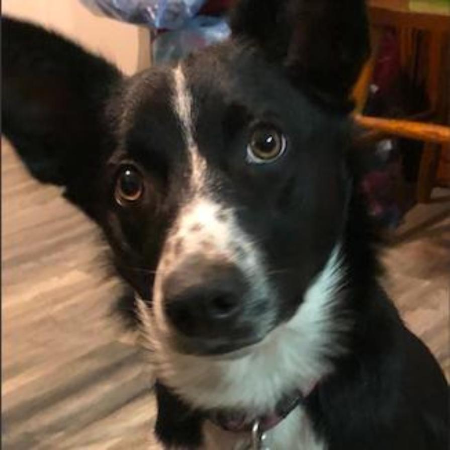 Agression Training part 5: the Comparison