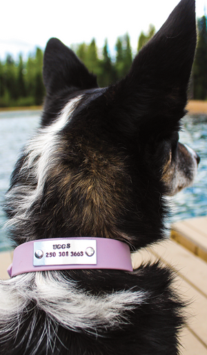 Dog collars with clearance tag built in