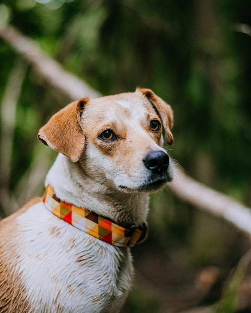 Eric Foreman Martingale Collar - N.G. Collars