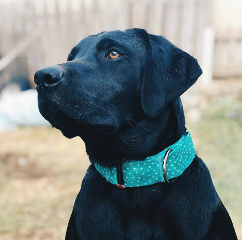 Fiji Buckle Collar - N.G. Collars