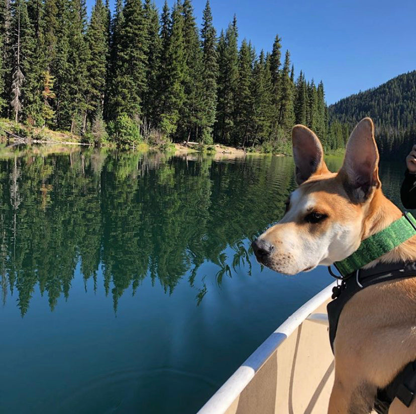 Sitka Martingale Collar - N.G. Collars