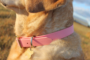 Baby Pink Proof Collar - N.G. Collars