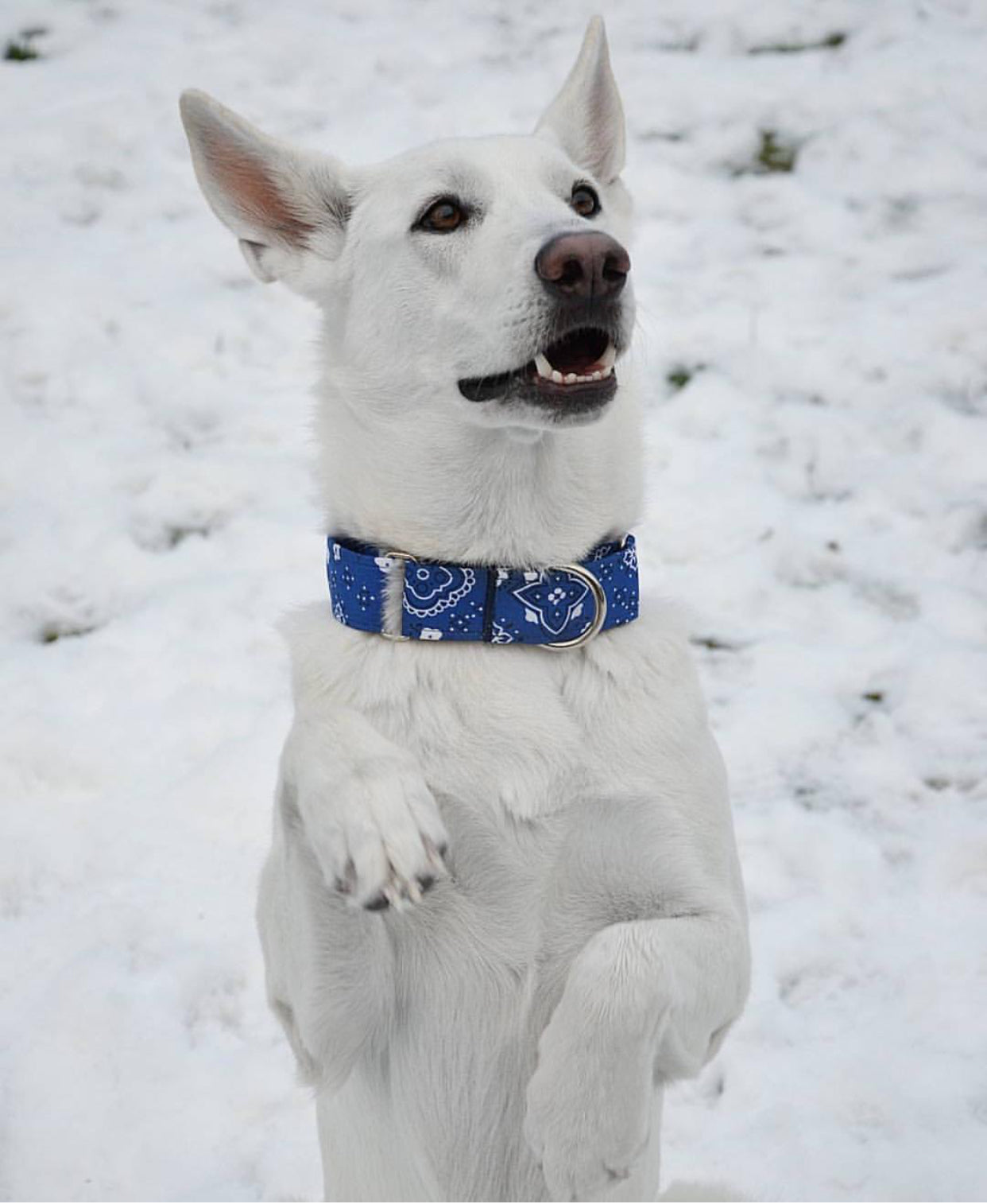 Ol' Blue Martingale Collar - N.G. Collars