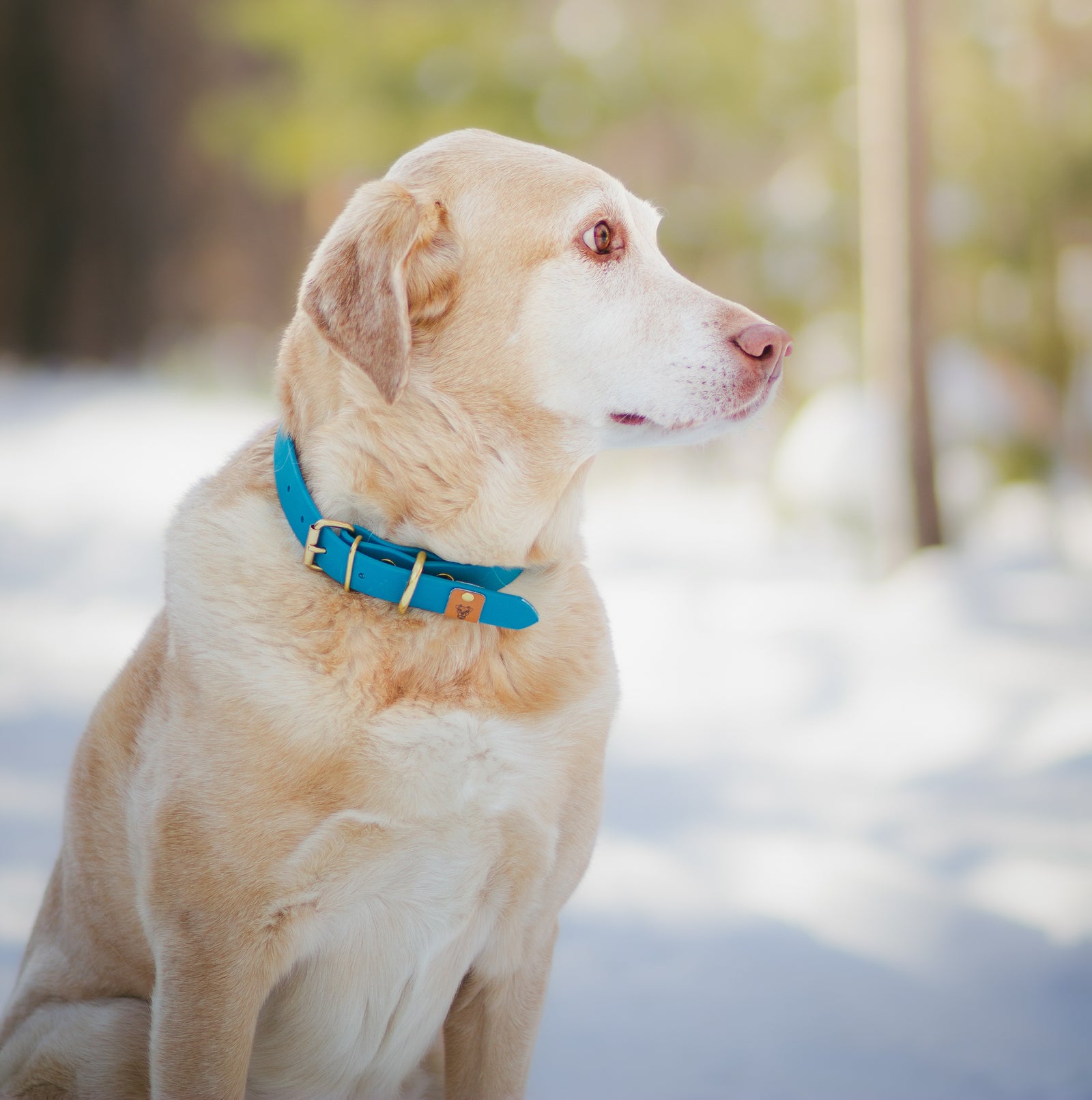 Lagoon Blue Proof Collar