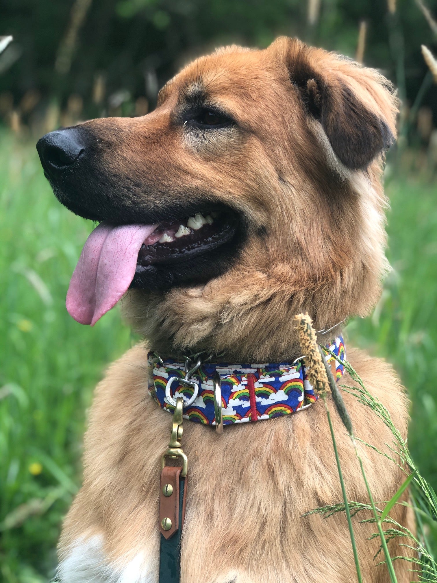 Pride Martingale Collar - N.G. Collars