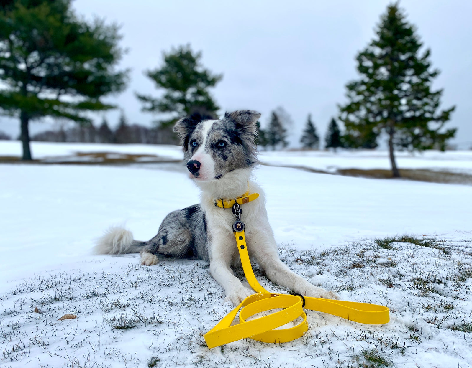 Yellow Proof Leash